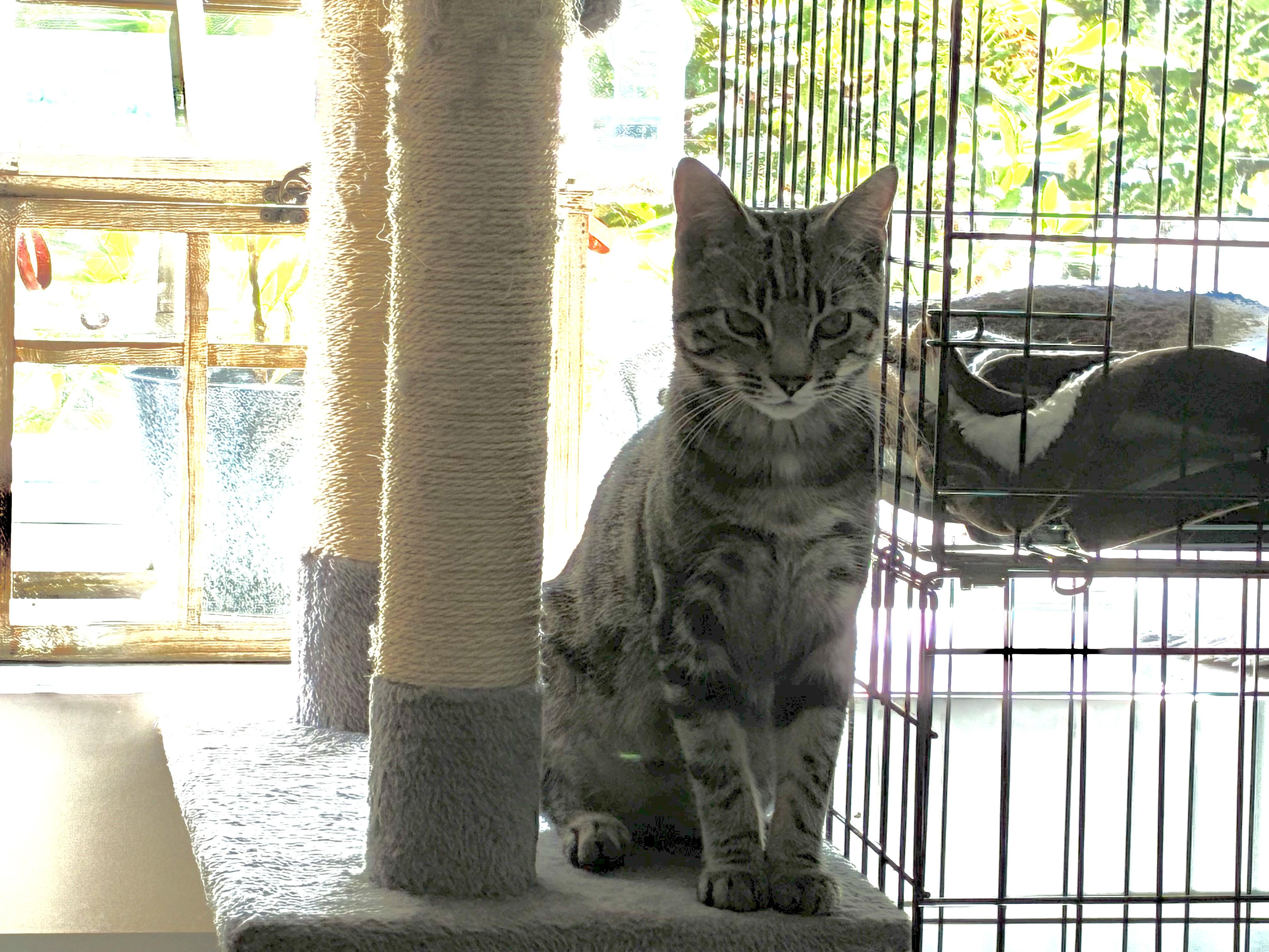 Artie (high-energy and very friendly), a ADOPTABLE mixed breed in Thomaston, CT image 3/3