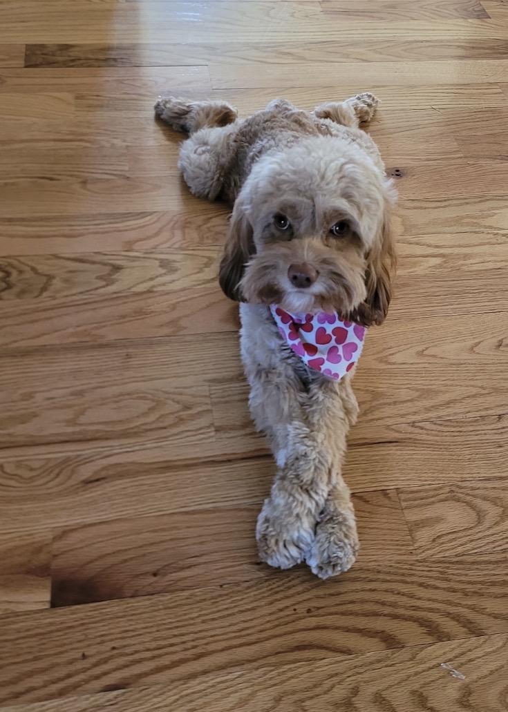 Enlarge Bronny, a ADOPTABLE Cavapoo in Taunton, MA image 2/3