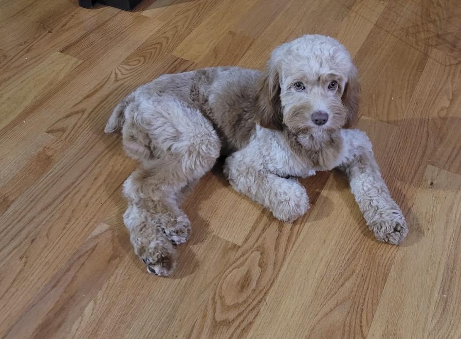 Bronny, ADOPTABLE, Adult Male Cavapoo.