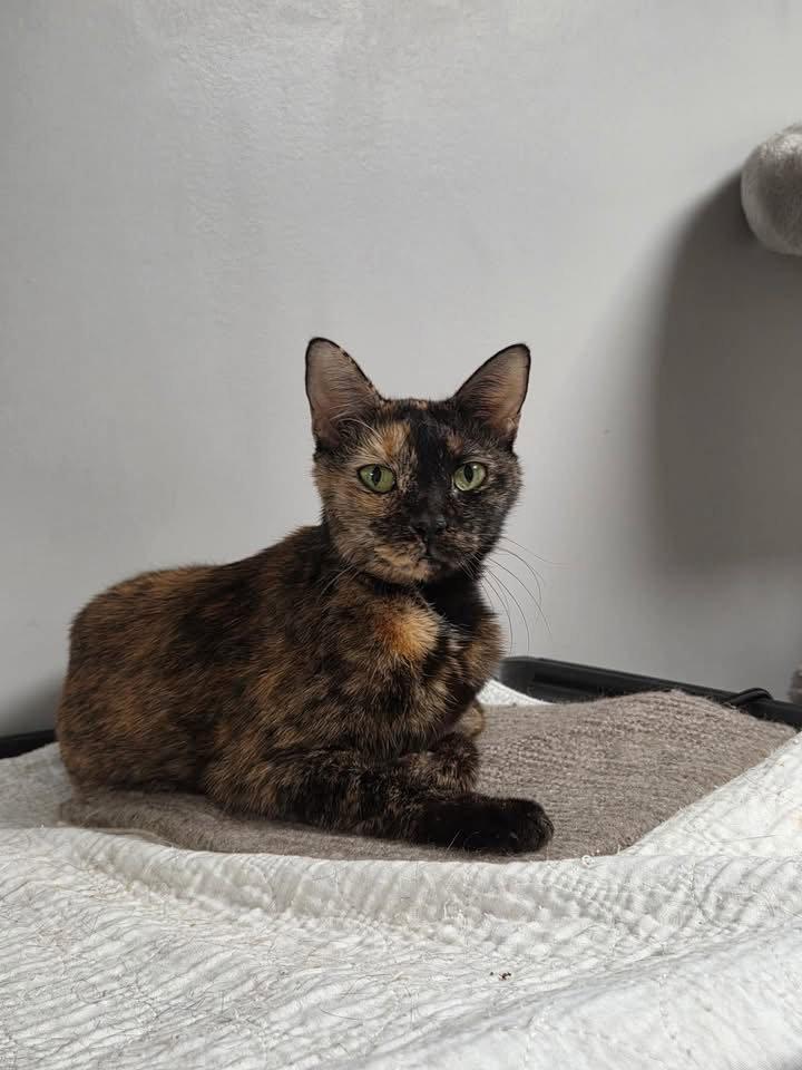 Enlarge Honey Mustard, a Adoptable Domestic Short Hair in Satellite Beach, FL image 1/3