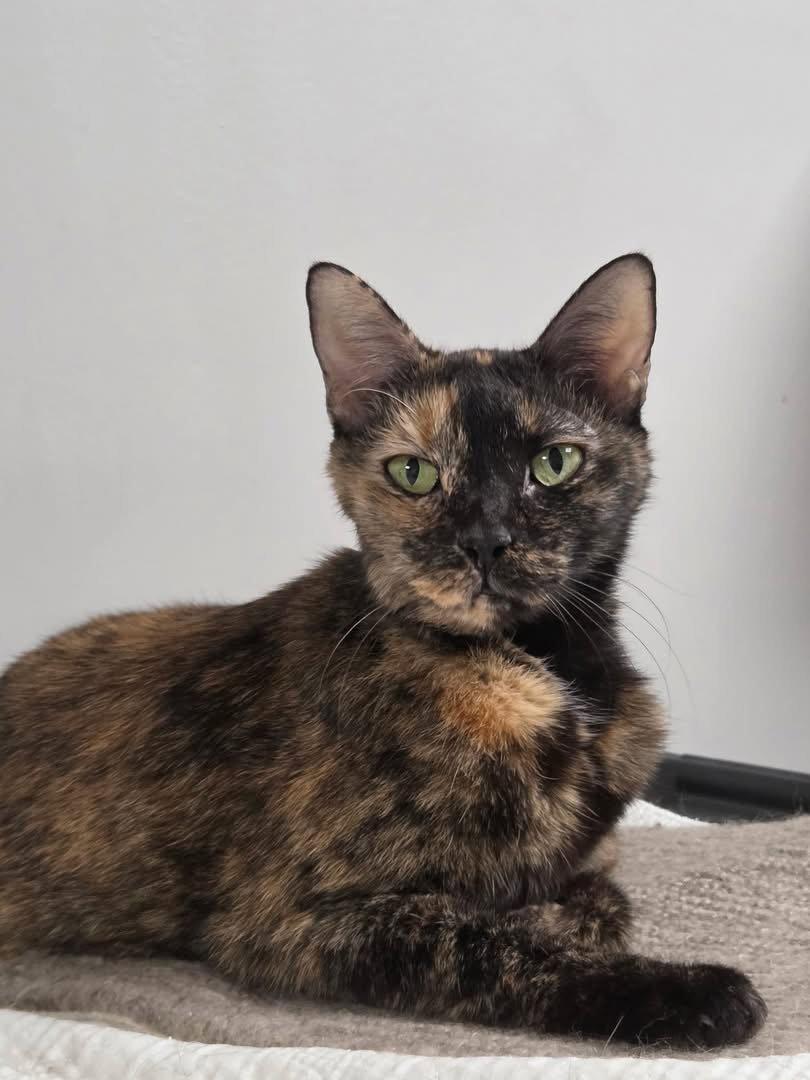 Enlarge Honey Mustard, a Adoptable Domestic Short Hair in Satellite Beach, FL image 2/3