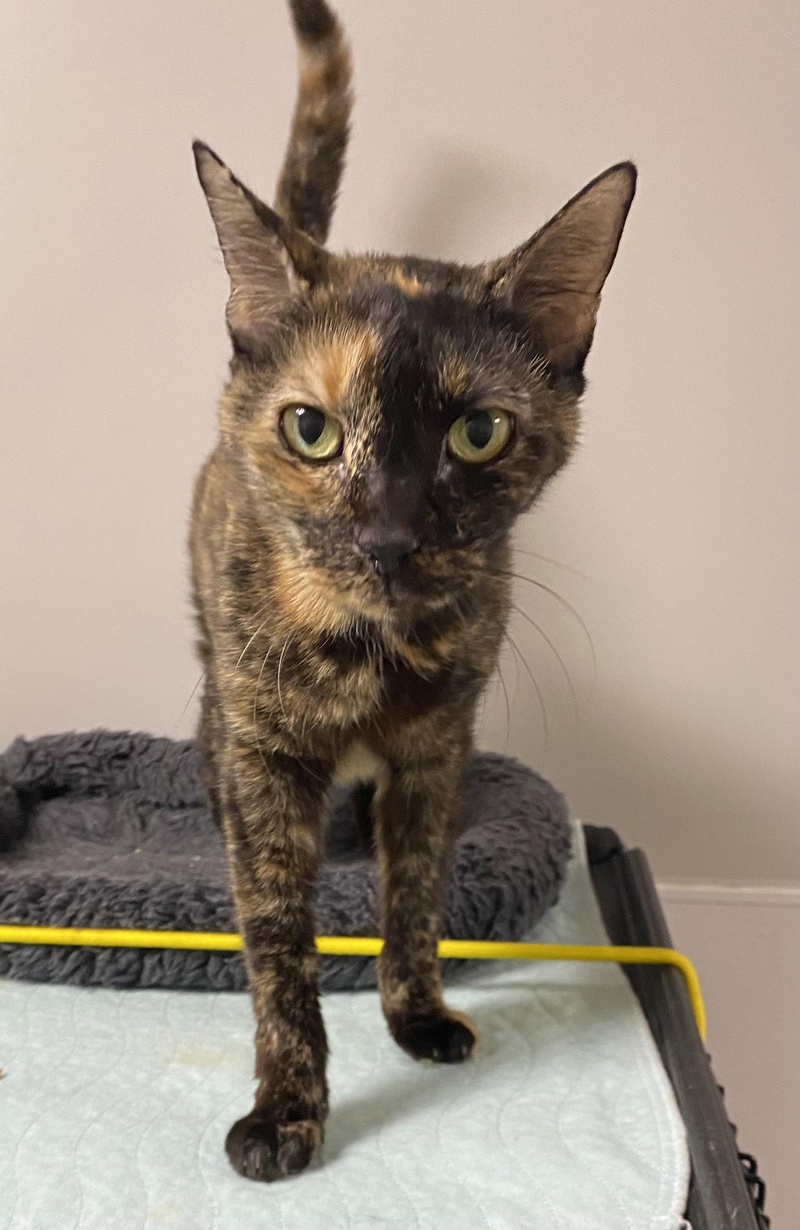 Enlarge Honey Mustard, a Adoptable Domestic Short Hair in Satellite Beach, FL image 3/3