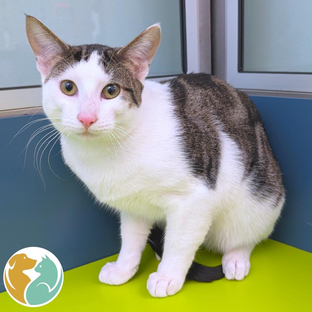 Enlarge Coca, a Adoptable Domestic Short Hair in Toledo, OH image 1/1