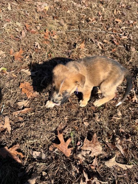 Jingle Elf thumbnail 2