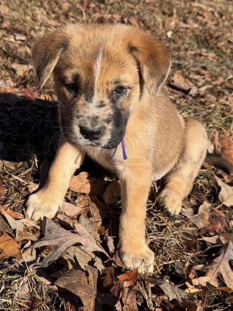 Jingle Elf thumbnail 3