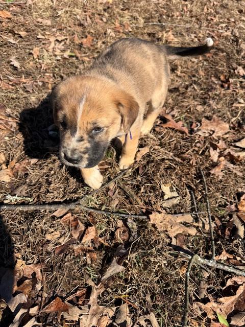 Jingle Elf thumbnail 5