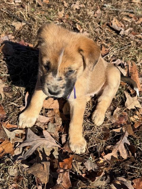 Jingle Elf thumbnail 6