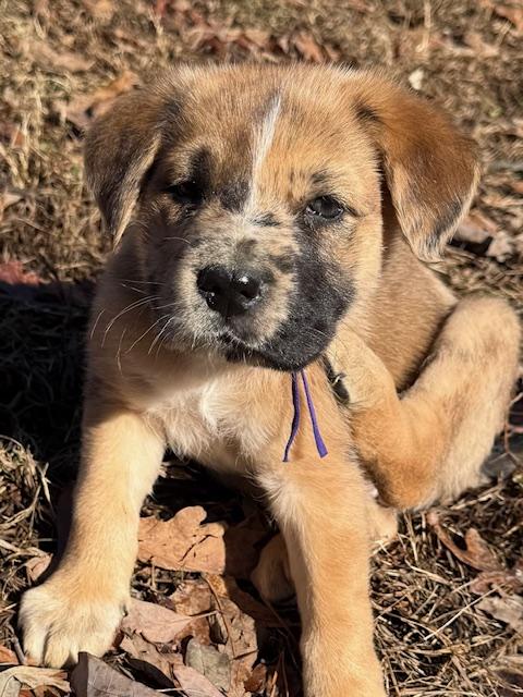 Jingle Elf thumbnail 7