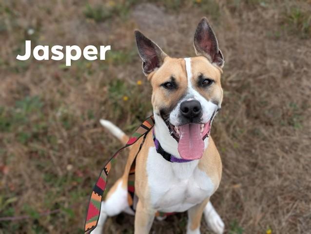JASPER, Adoptable, Adult Male Pit Bull Terrier & Mixed Breed.