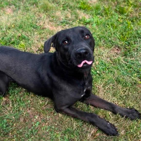 Enlarge Sonny, a Adoptable mixed breed in Fayetteville, NC image 3/6