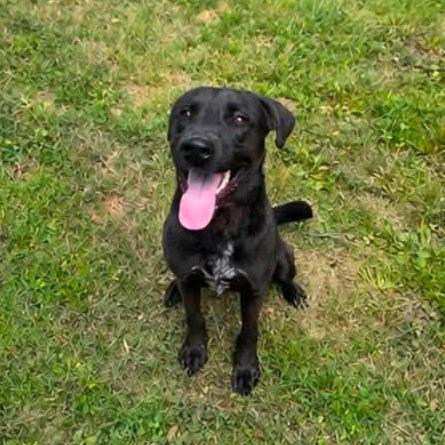 Enlarge Sonny, a Adoptable mixed breed in Fayetteville, NC image 4/6