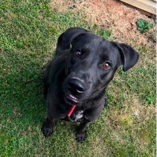 Enlarge Sonny, a Adoptable mixed breed in Fayetteville, NC image 2/6
