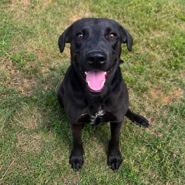 Enlarge Sonny, a Adoptable mixed breed in Fayetteville, NC image 1/6
