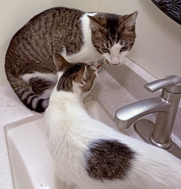 Six and Seven, Adoptable, Young Male Tabby.