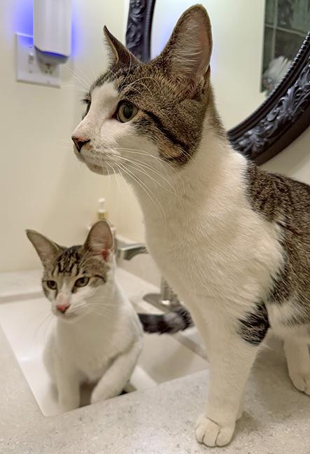 Six and Seven, a Adoptable Tabby in Chicago, IL image 2/6