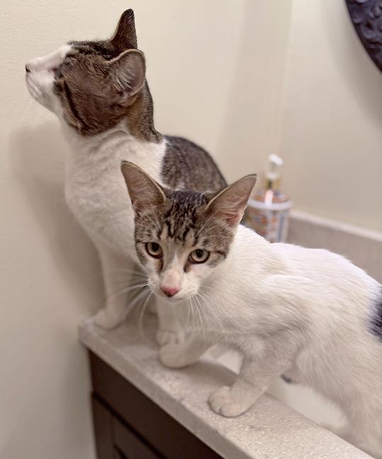 Six and Seven, a Adoptable Tabby in Chicago, IL image 3/6