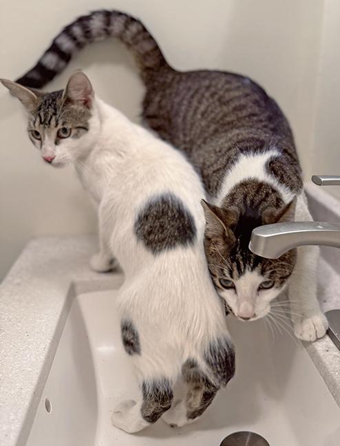 Six and Seven, a Adoptable Tabby in Chicago, IL image 4/6