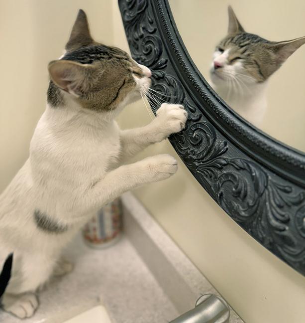 Six and Seven, a Adoptable Tabby in Chicago, IL image 5/6