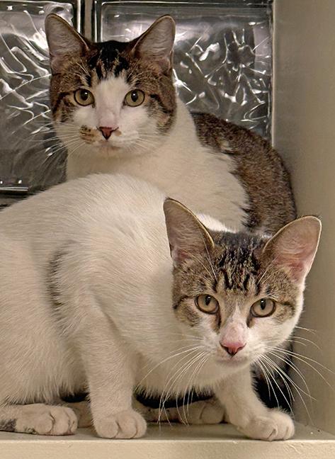 Six and Seven, a Adoptable Tabby in Chicago, IL image 6/6