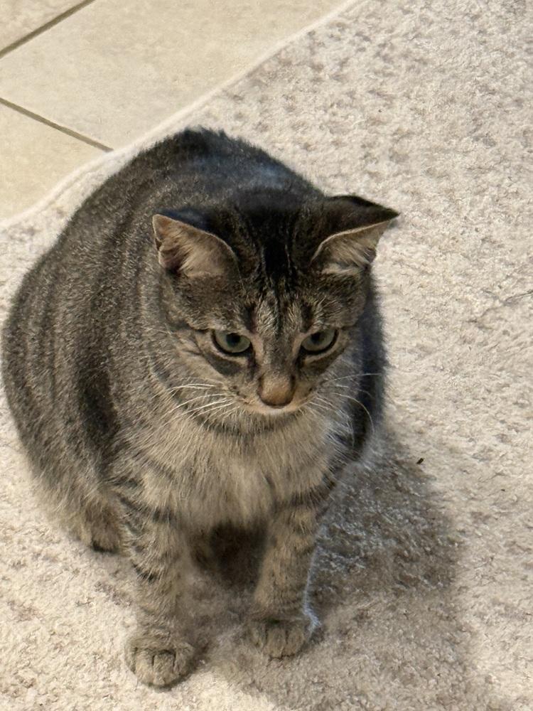 Gucci, Adopted, Adult Female Domestic Short Hair.