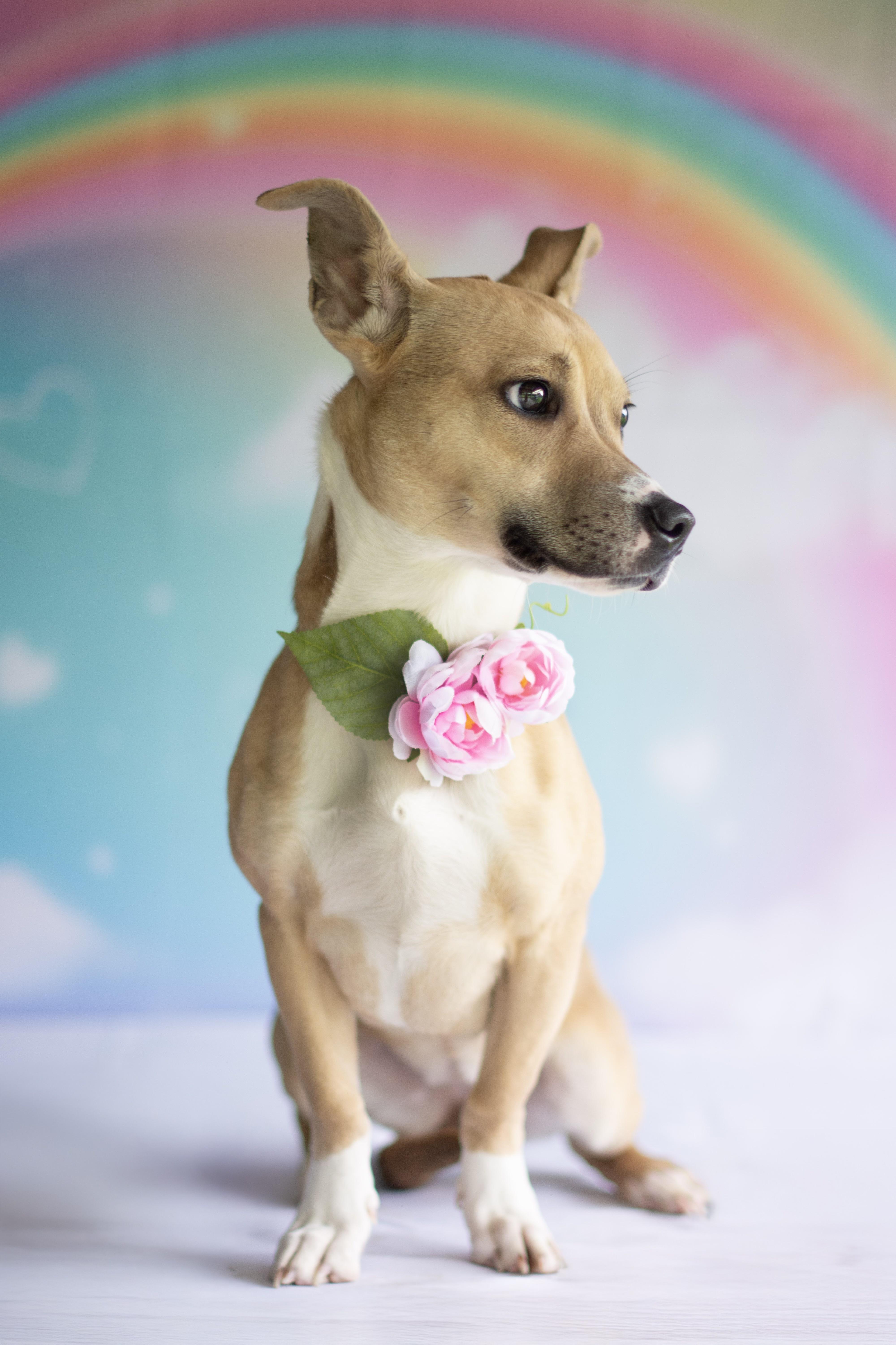 Nova, ADOPTABLE, Young Female Jack Russell Terrier.