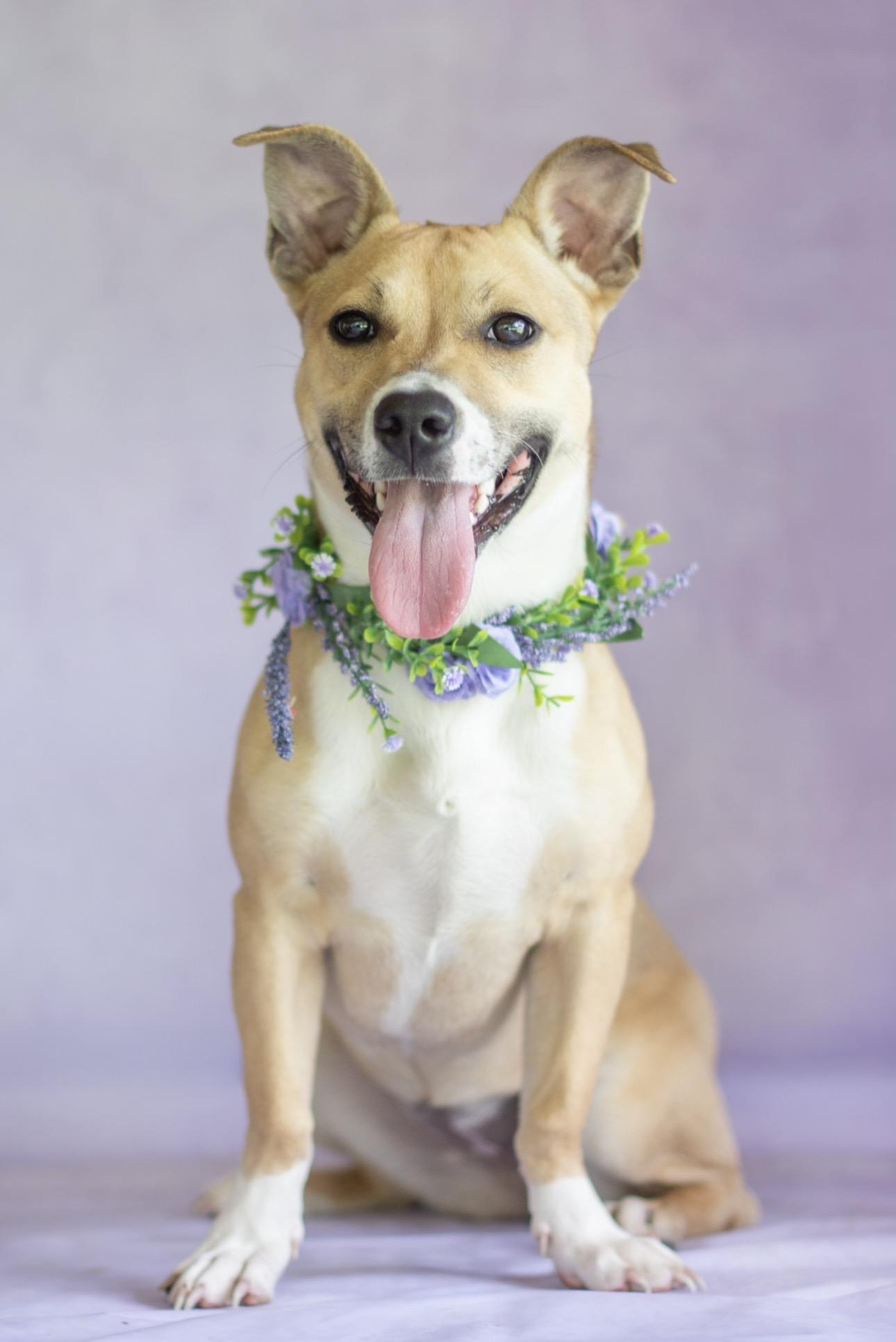Nova, a ADOPTABLE mixed breed in Indianapolis, IN image 1/4