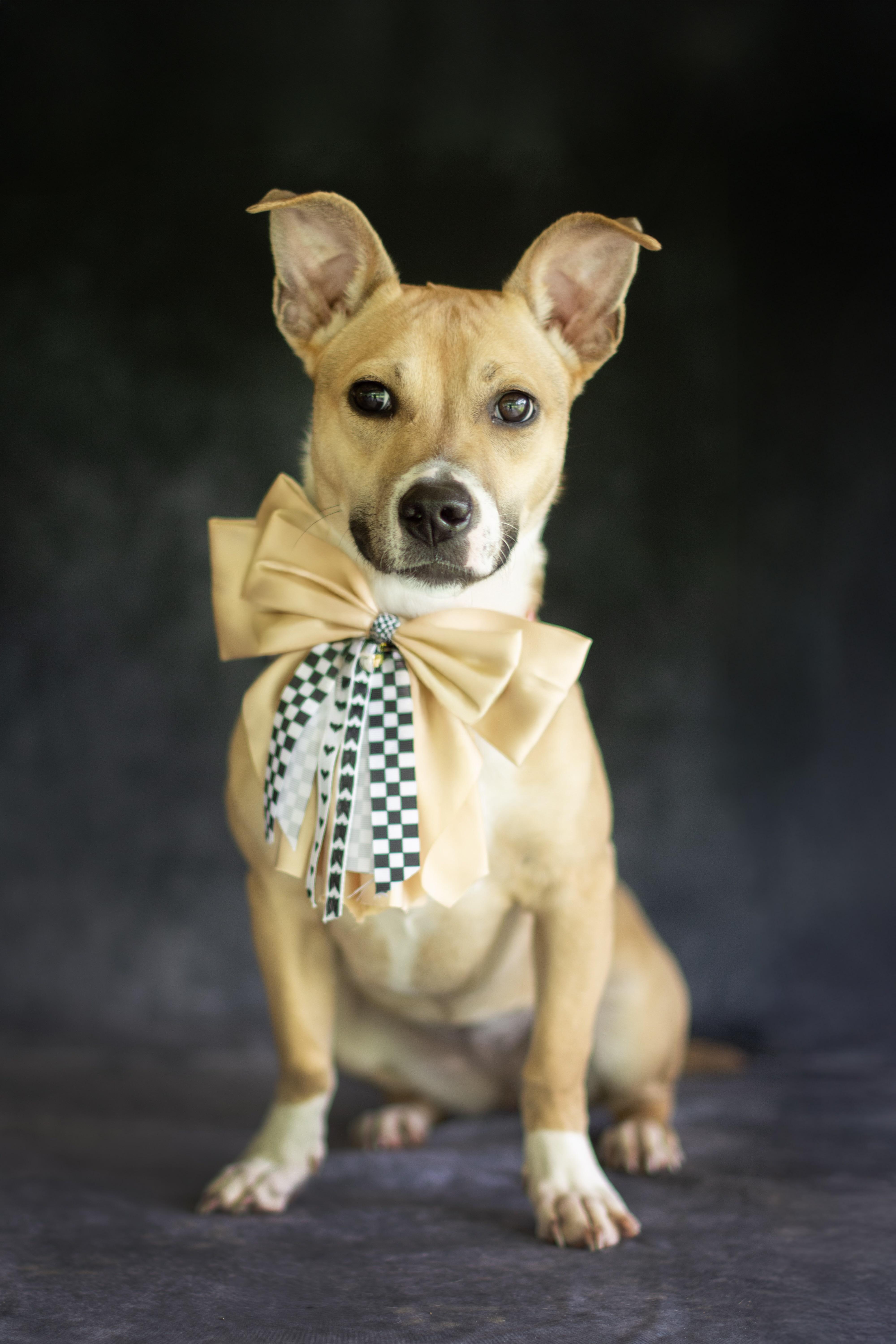 Nova, a ADOPTABLE mixed breed in Indianapolis, IN image 2/2