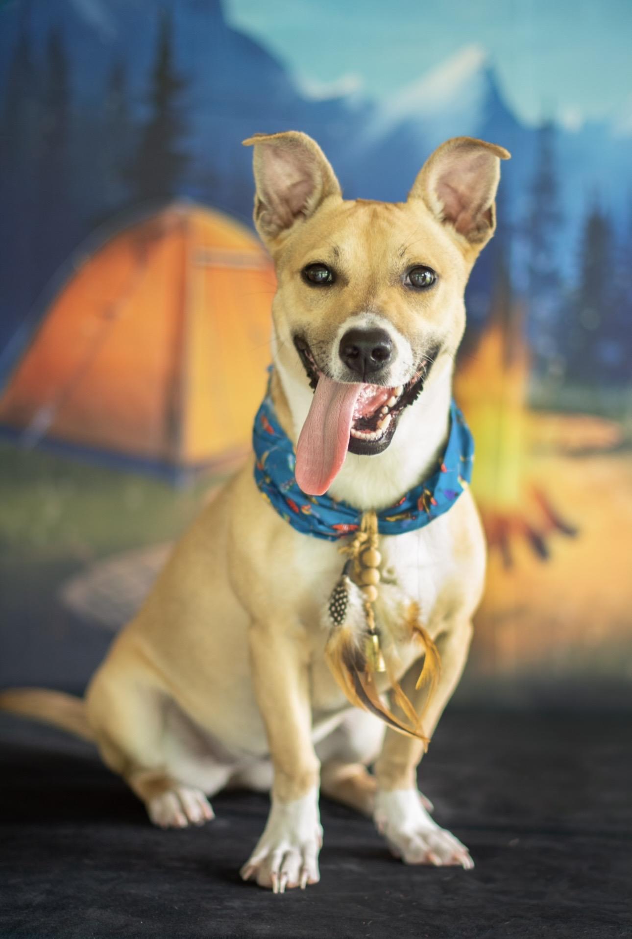 Nova, a ADOPTABLE mixed breed in Indianapolis, IN image 4/4