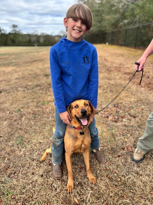 Enlarge Lou, a Adoptable mixed breed in Berkeley Heights, NJ image 1/6