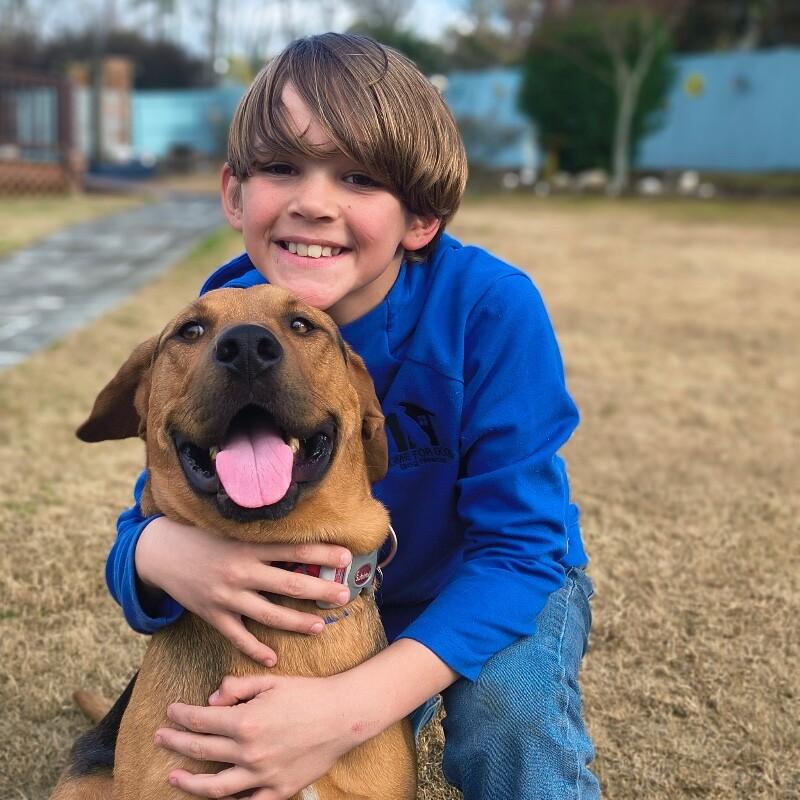 Lou, Adoptable, Adult Male Hound & Mixed Breed.