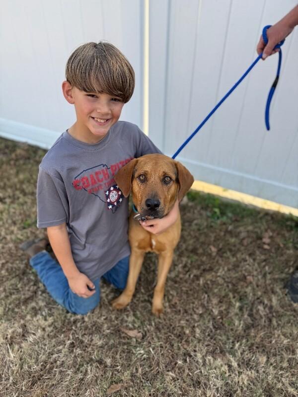 Enlarge Lou, a Adoptable mixed breed in Berkeley Heights, NJ image 3/6