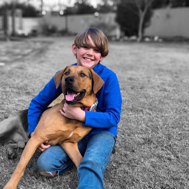 Enlarge Lou, a Adoptable mixed breed in Berkeley Heights, NJ image 5/6