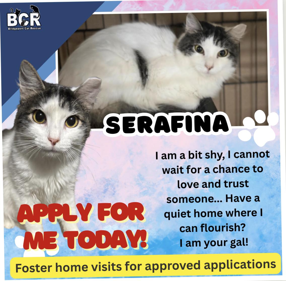 Serafina, Adoptable, Young Female Domestic Short Hair.