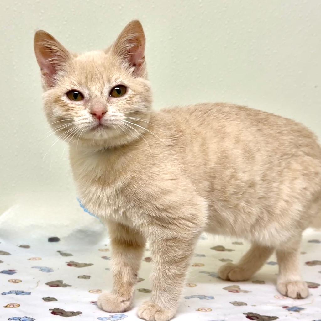 Robin, Adoptable, Kitten Female Domestic Short Hair.