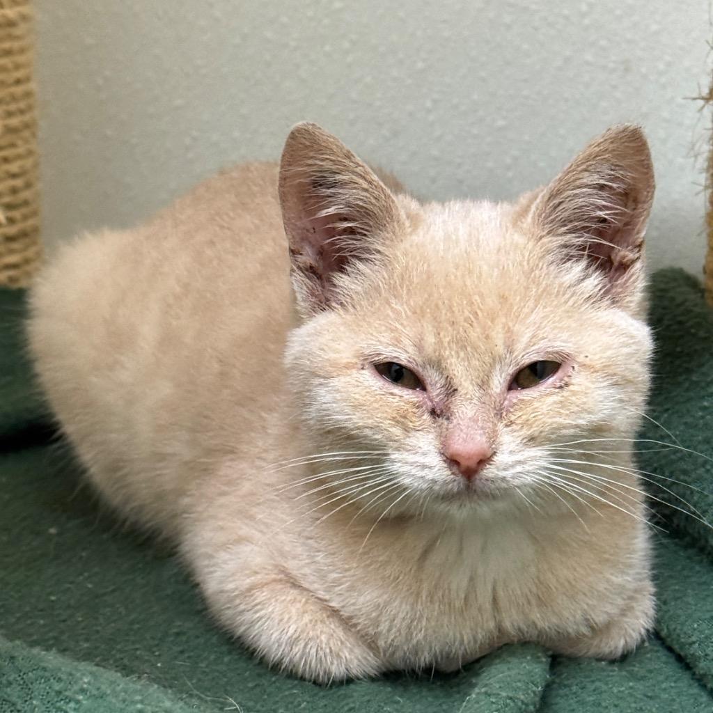 Enlarge Robin, a Adoptable mixed breed in Cambria, CA image 2/2