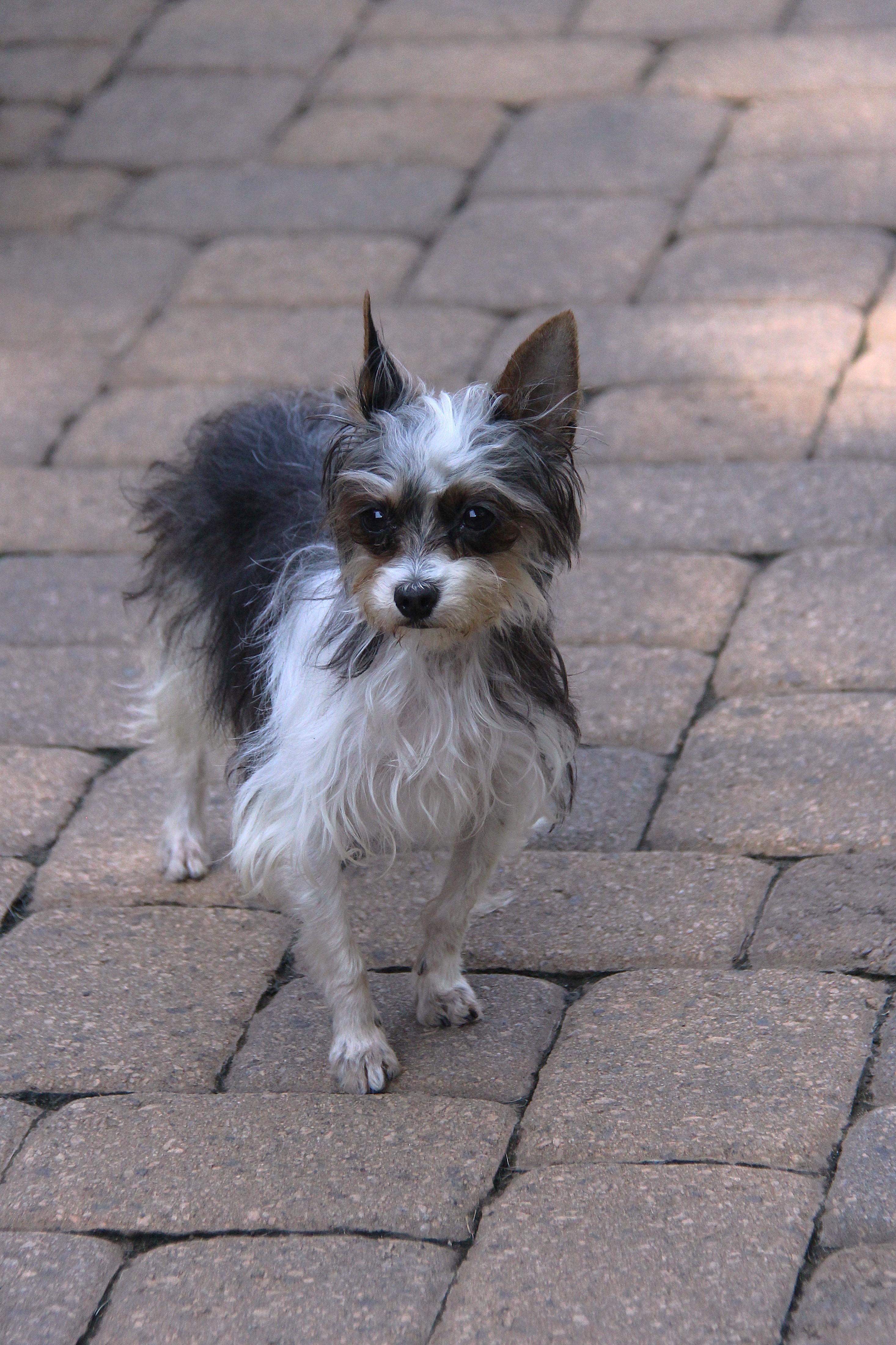 Enlarge Babs, a Adoptable Yorkshire Terrier in Monroe, NC image 2/4