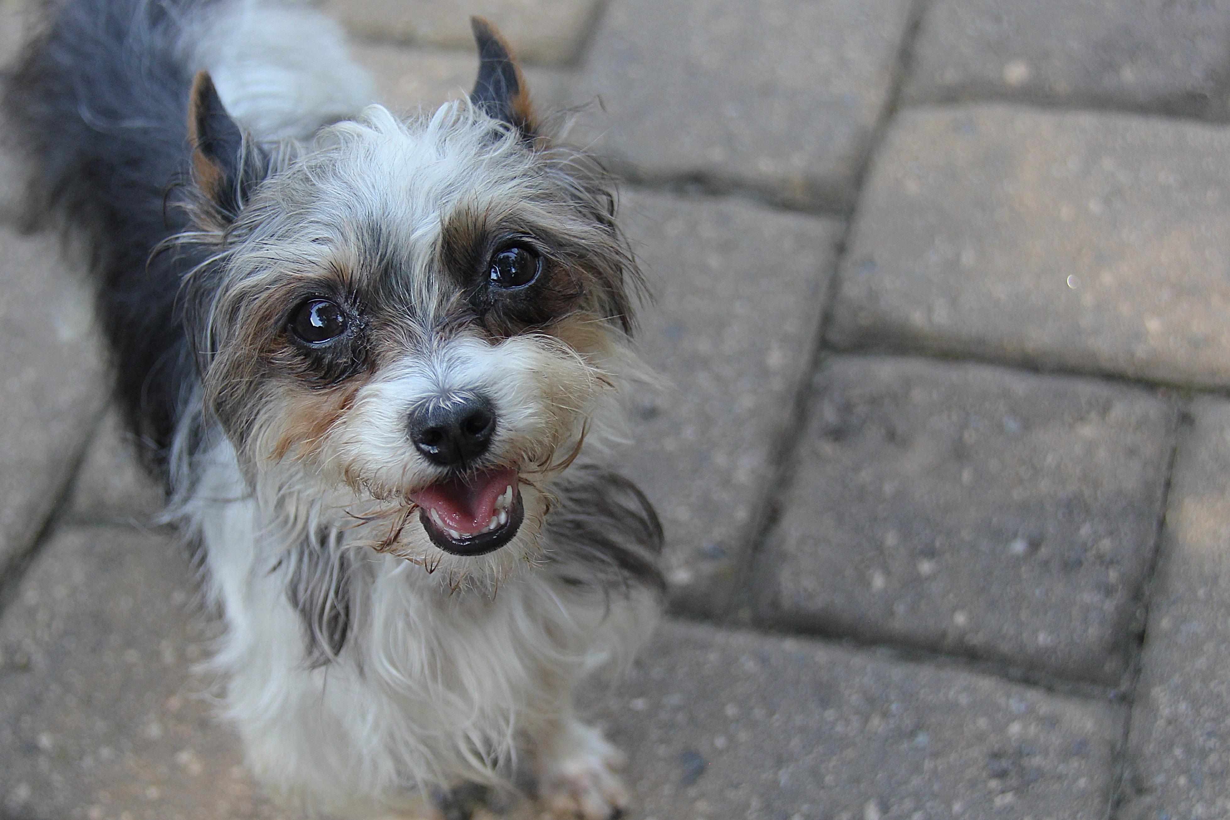 Enlarge Babs, a Adoptable Yorkshire Terrier in Monroe, NC image 1/4