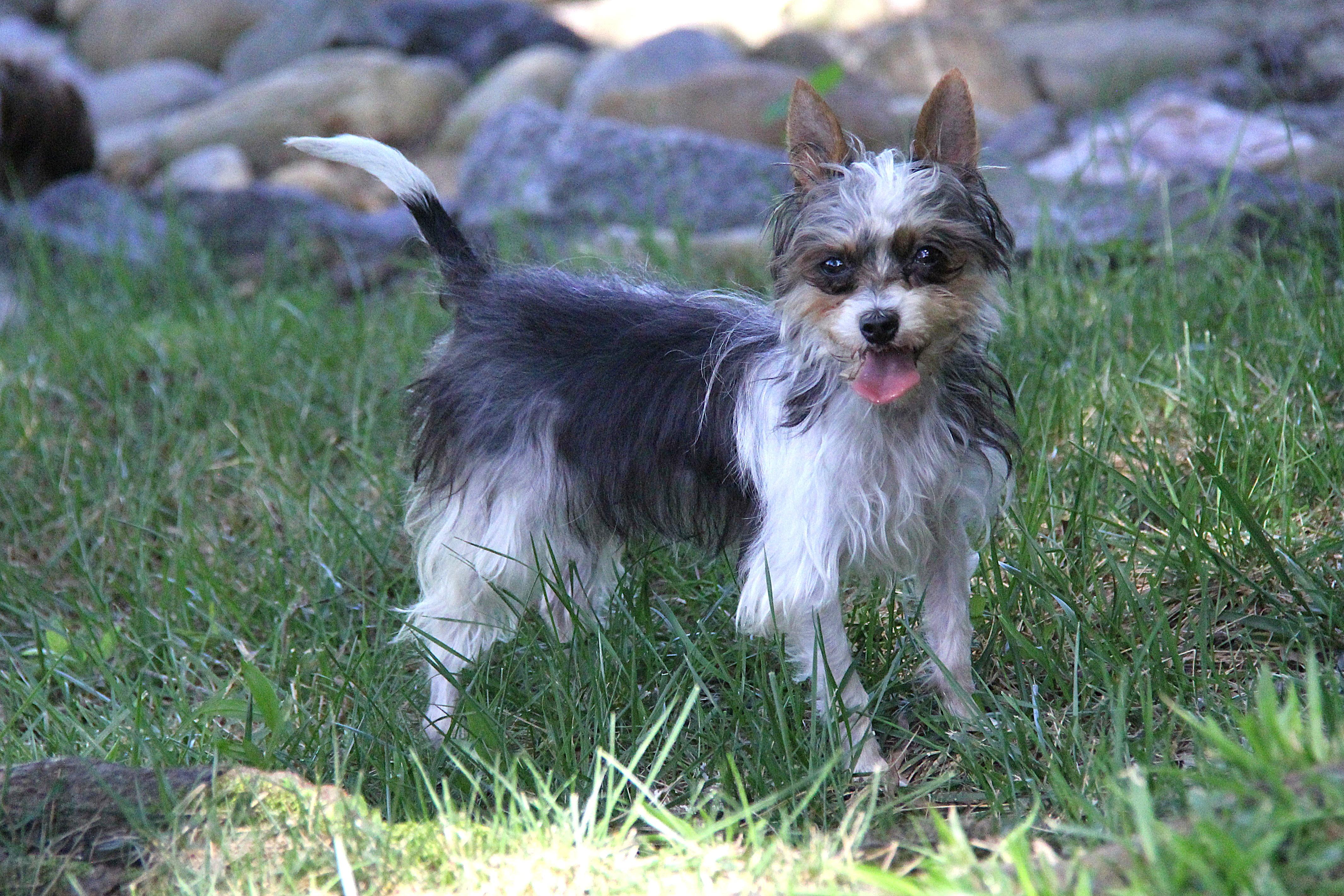 Enlarge Babs, a Adoptable Yorkshire Terrier in Monroe, NC image 3/4