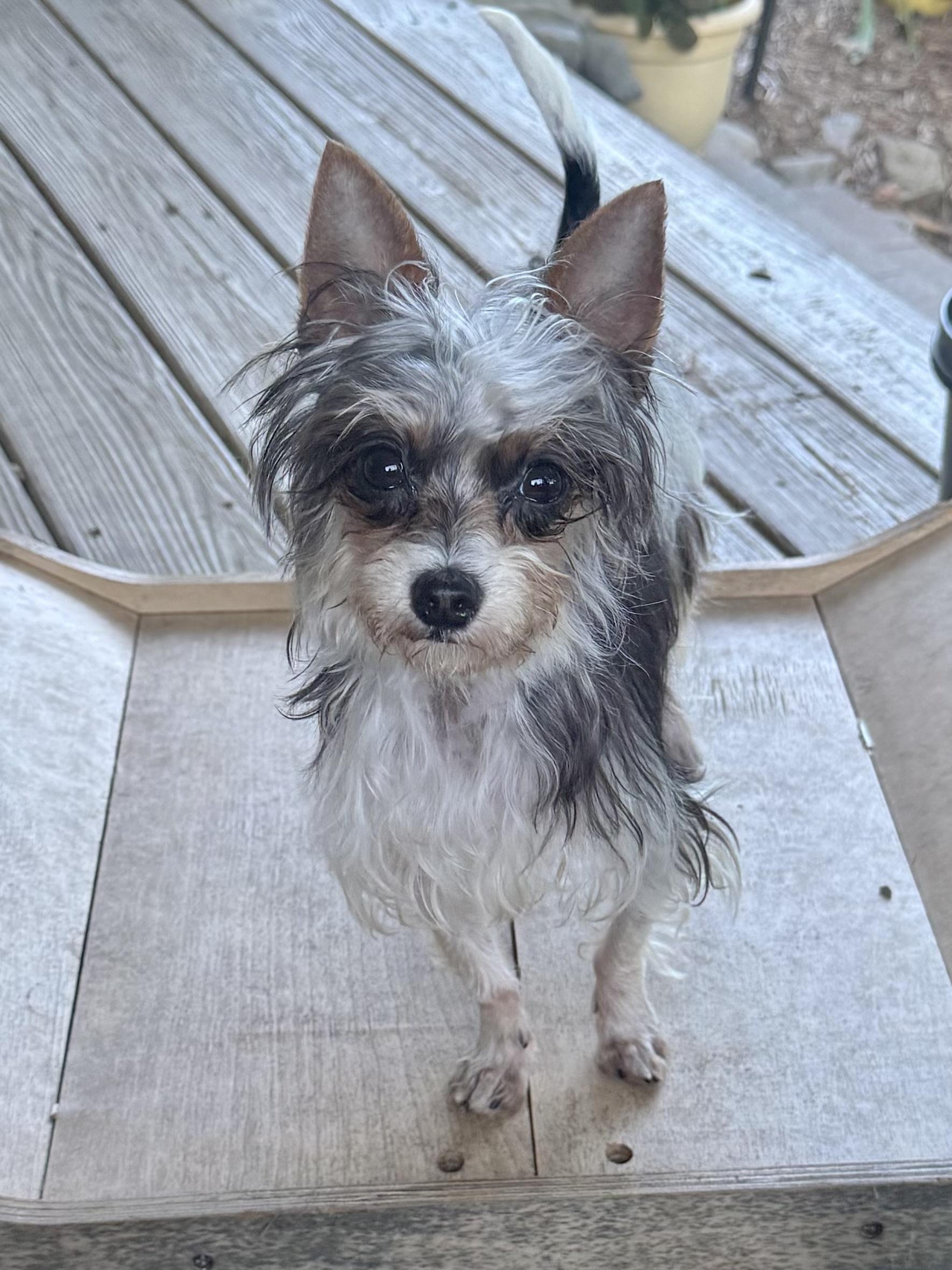 Enlarge Babs, a Adoptable Yorkshire Terrier in Monroe, NC image 4/4