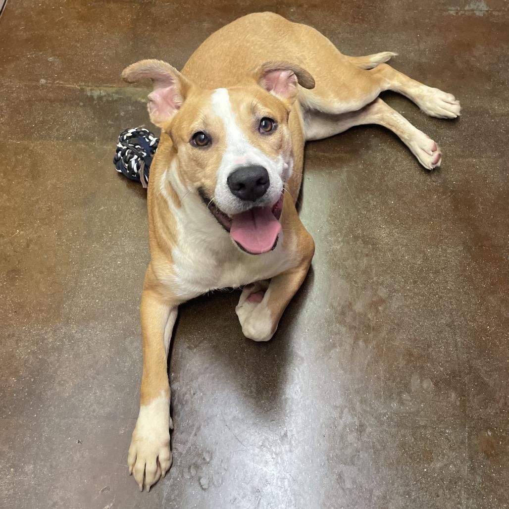 Maple, Adoptable, Adult Female Pit Bull Terrier & Shepherd.