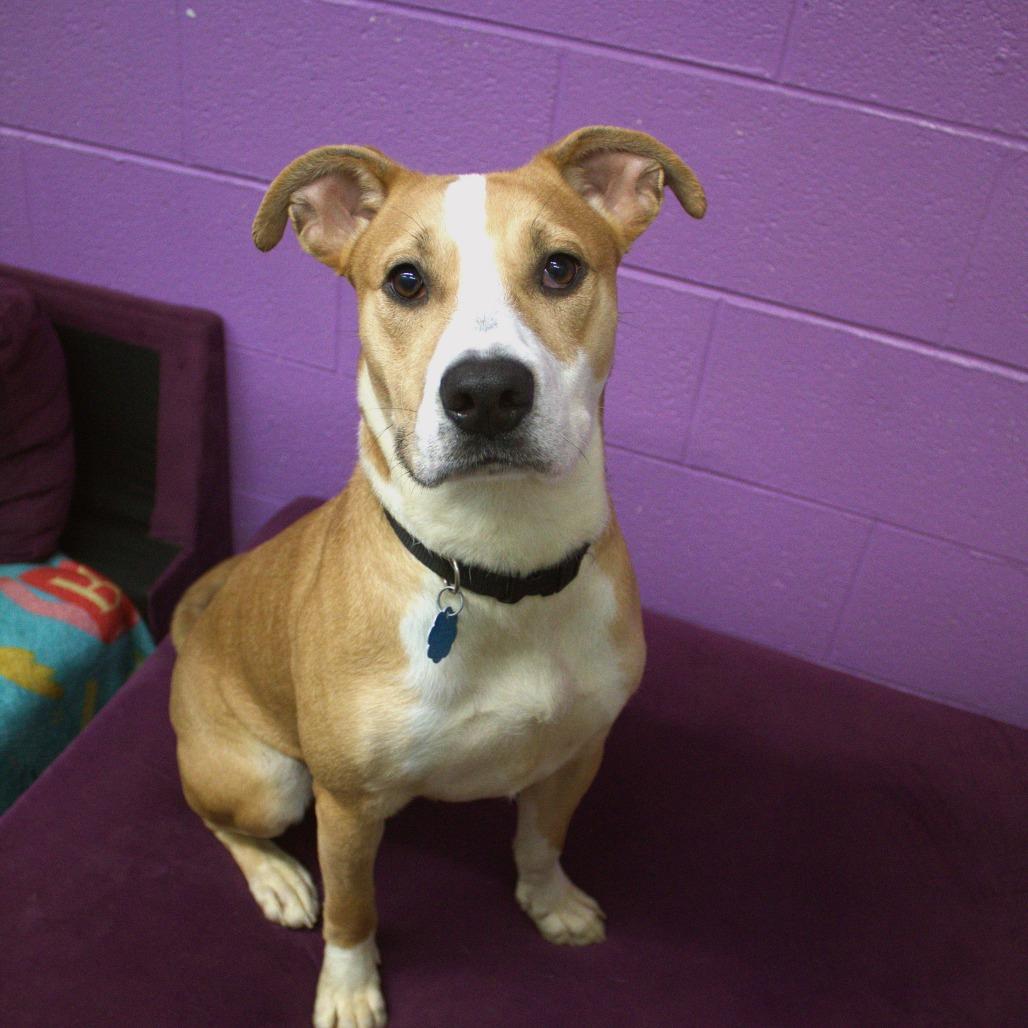 Enlarge Maple, a Adoptable mixed breed in Springfield, MO image 2/6