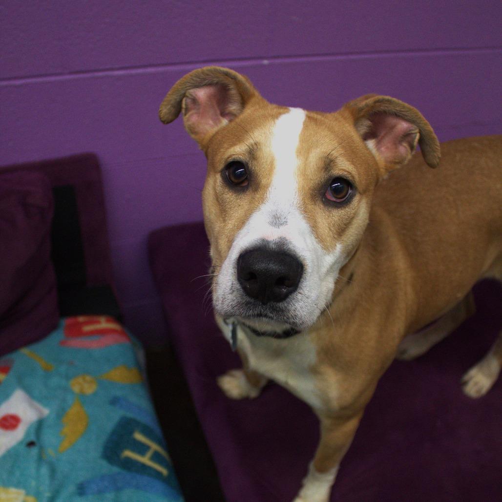 Enlarge Maple, a Adoptable mixed breed in Springfield, MO image 3/6