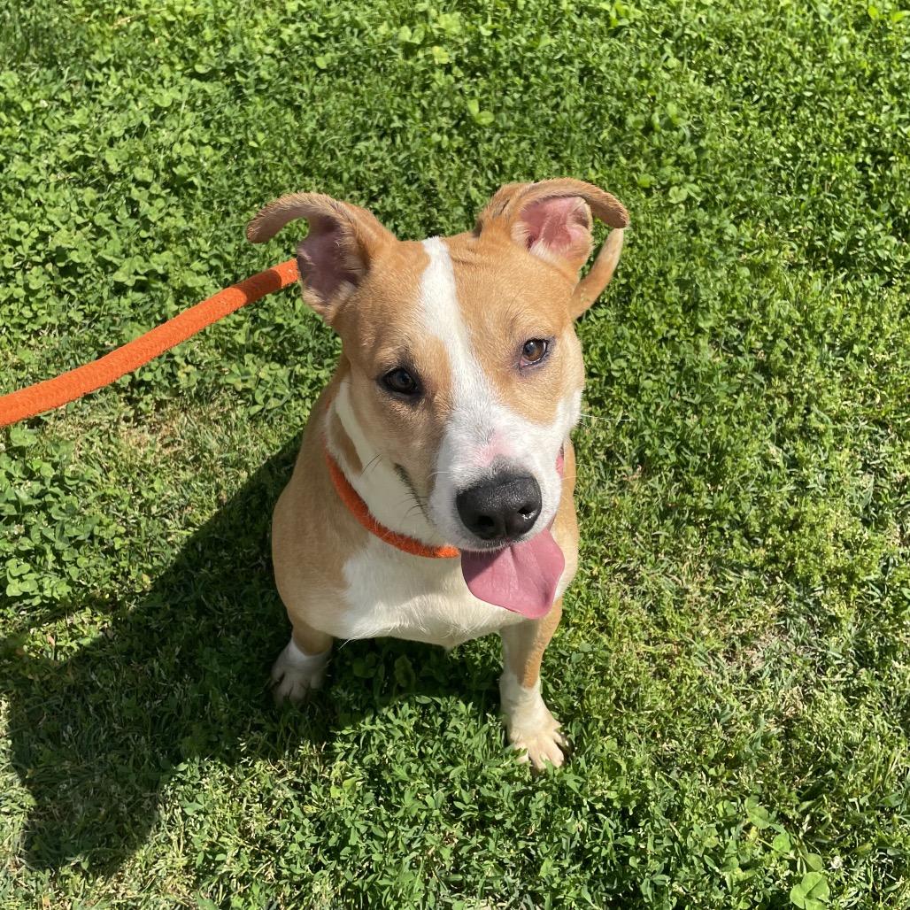 Enlarge Maple, a Adoptable mixed breed in Springfield, MO image 4/6