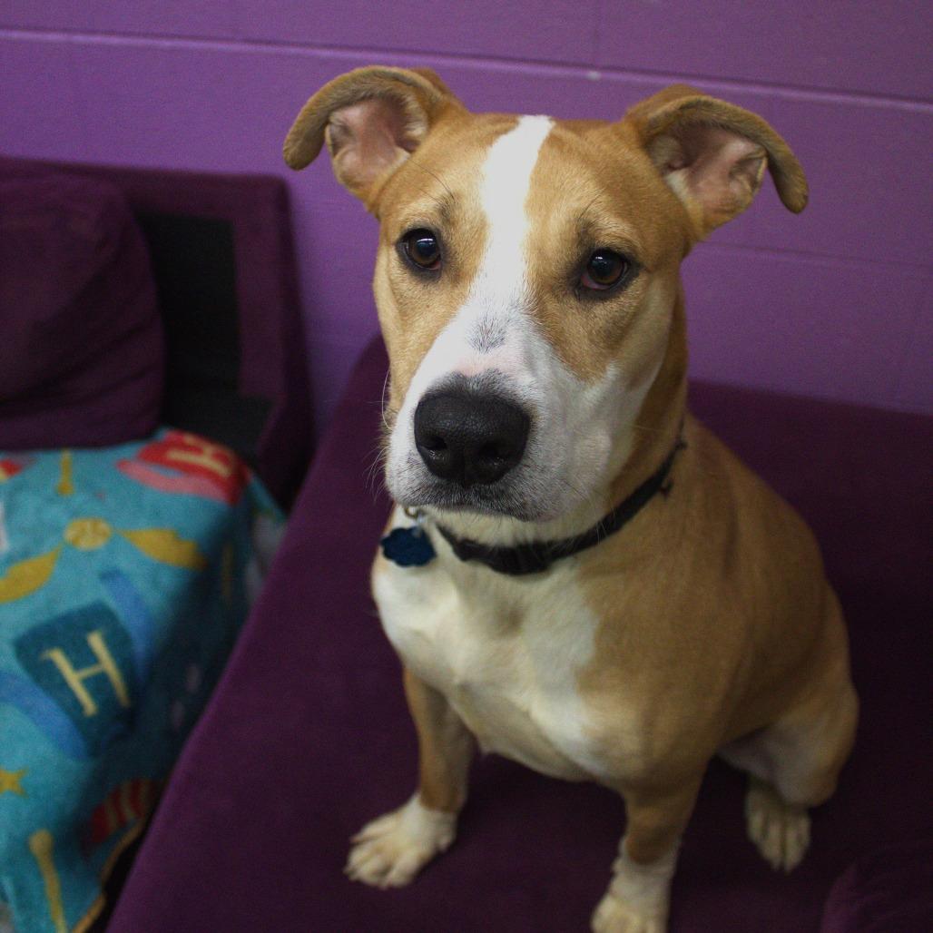 Enlarge Maple, a Adoptable mixed breed in Springfield, MO image 5/6