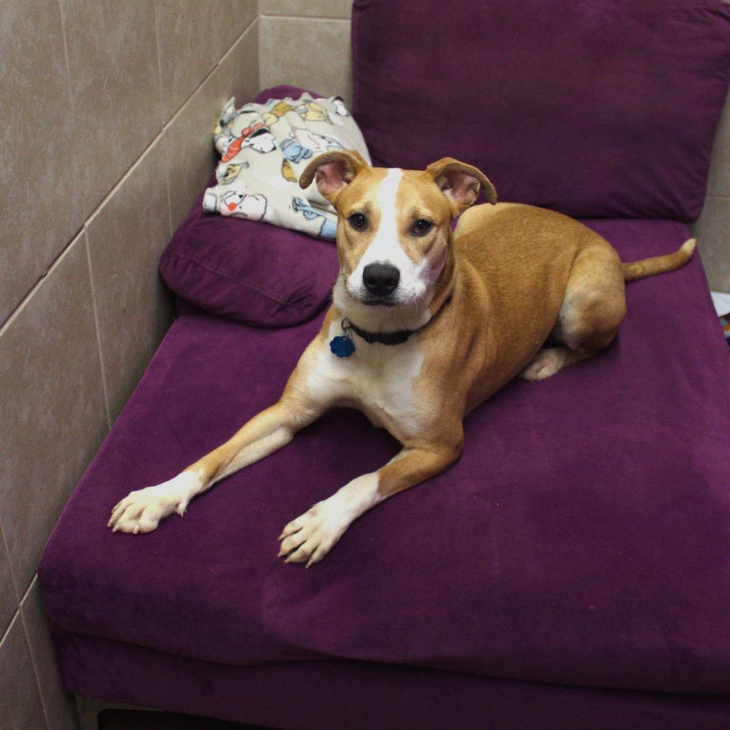 Enlarge Maple, a Adoptable mixed breed in Springfield, MO image 6/6