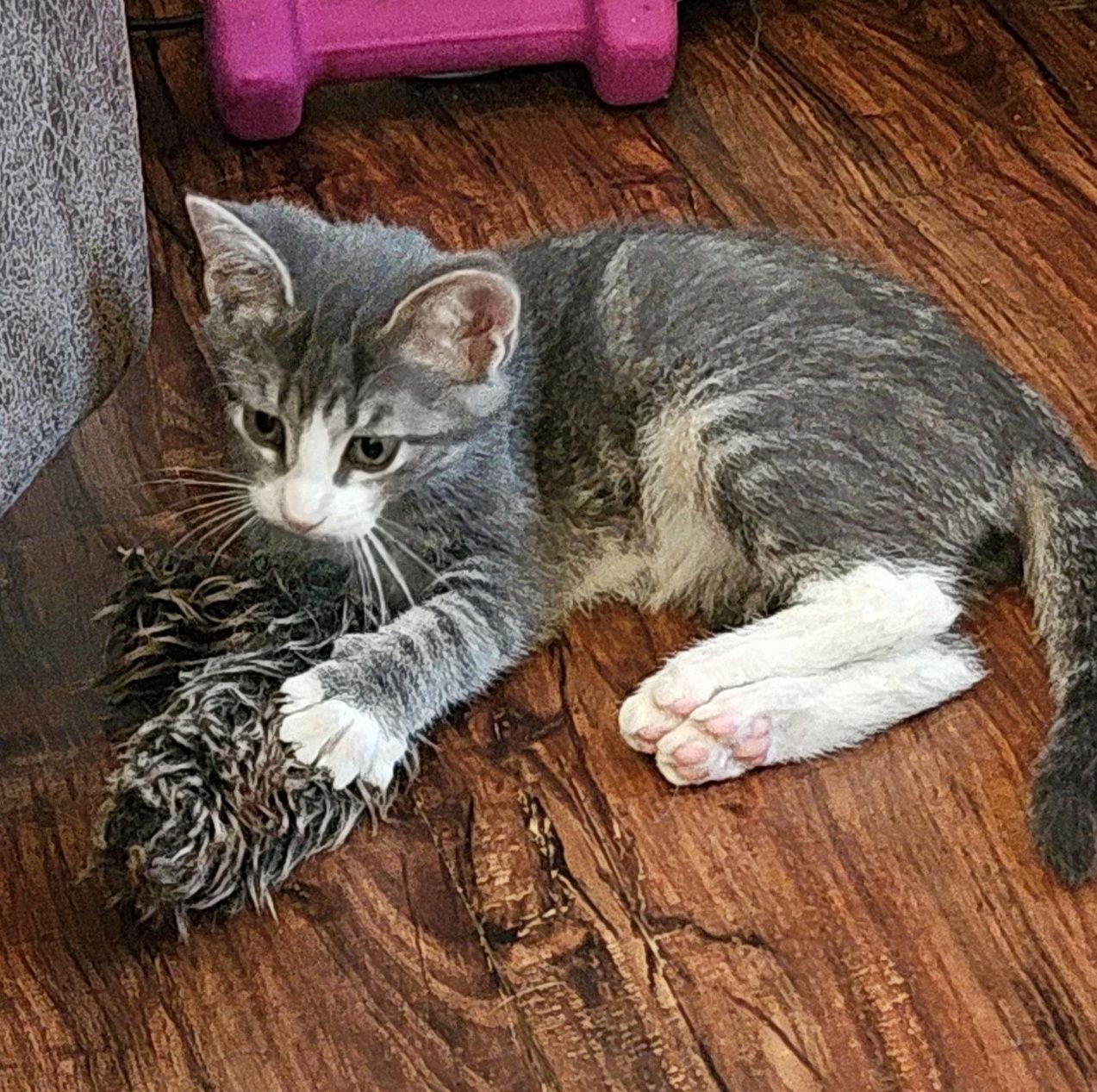 Punkin, Adoptable, Adult Female Domestic Short Hair.