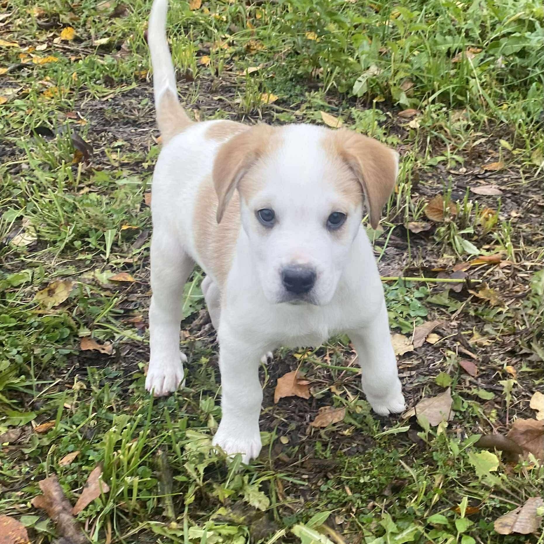 Sunday, an adoptable Boxer in Winnipeg, MB, R2C 1P2 | Photo Image 1