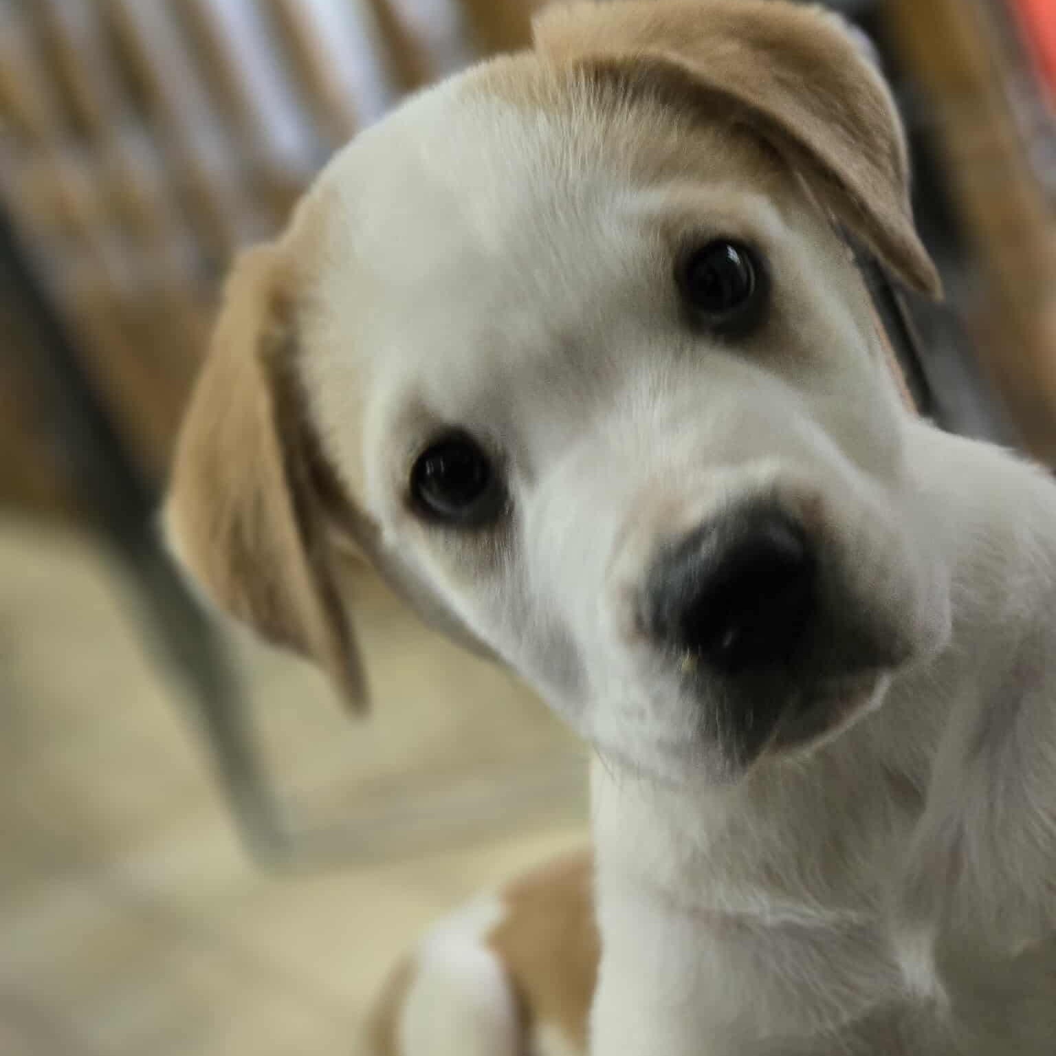 Sunday, an adoptable Boxer in Winnipeg, MB, R2C 1P2 | Photo Image 4