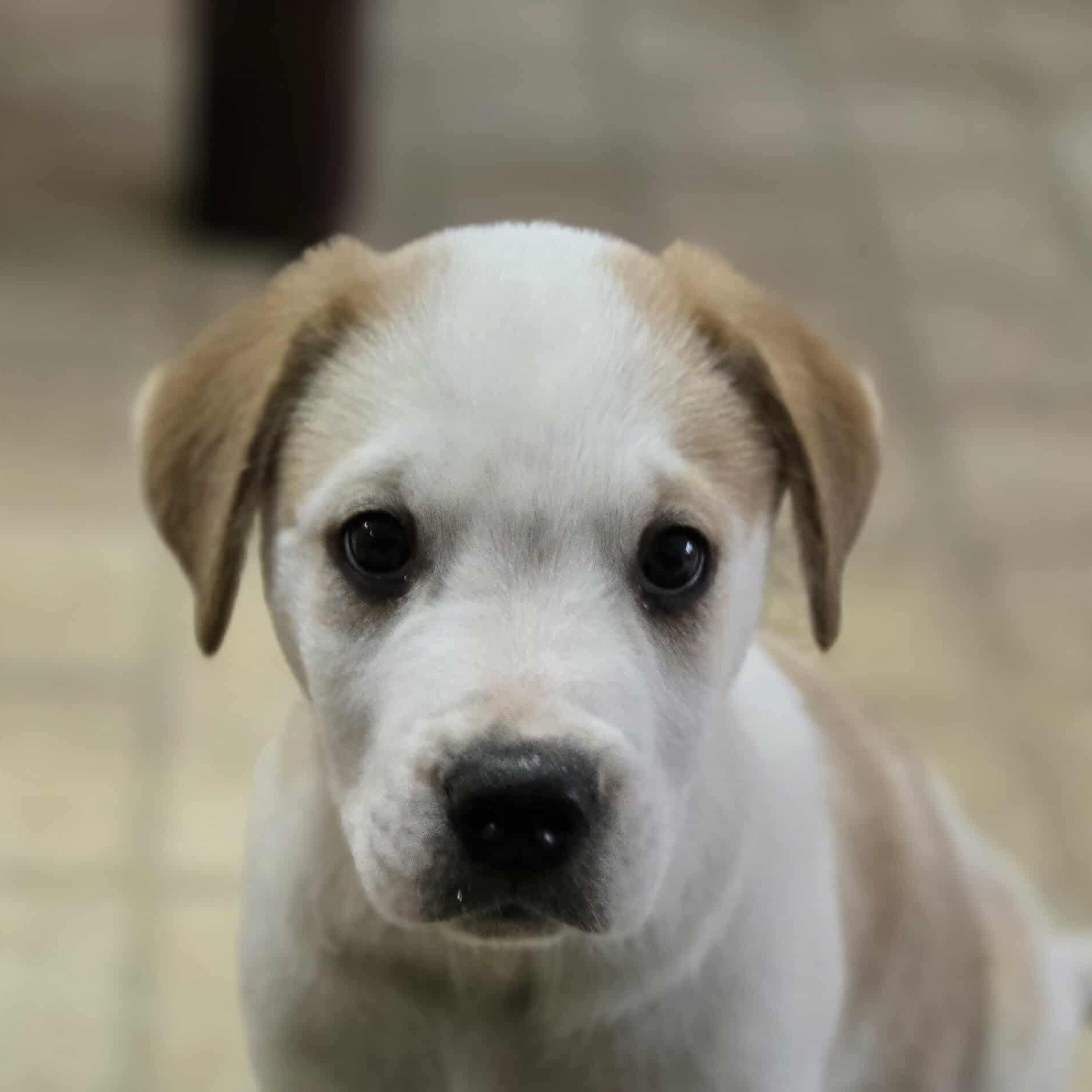 Sunday, an adoptable Boxer in Winnipeg, MB, R2C 1P2 | Photo Image 3