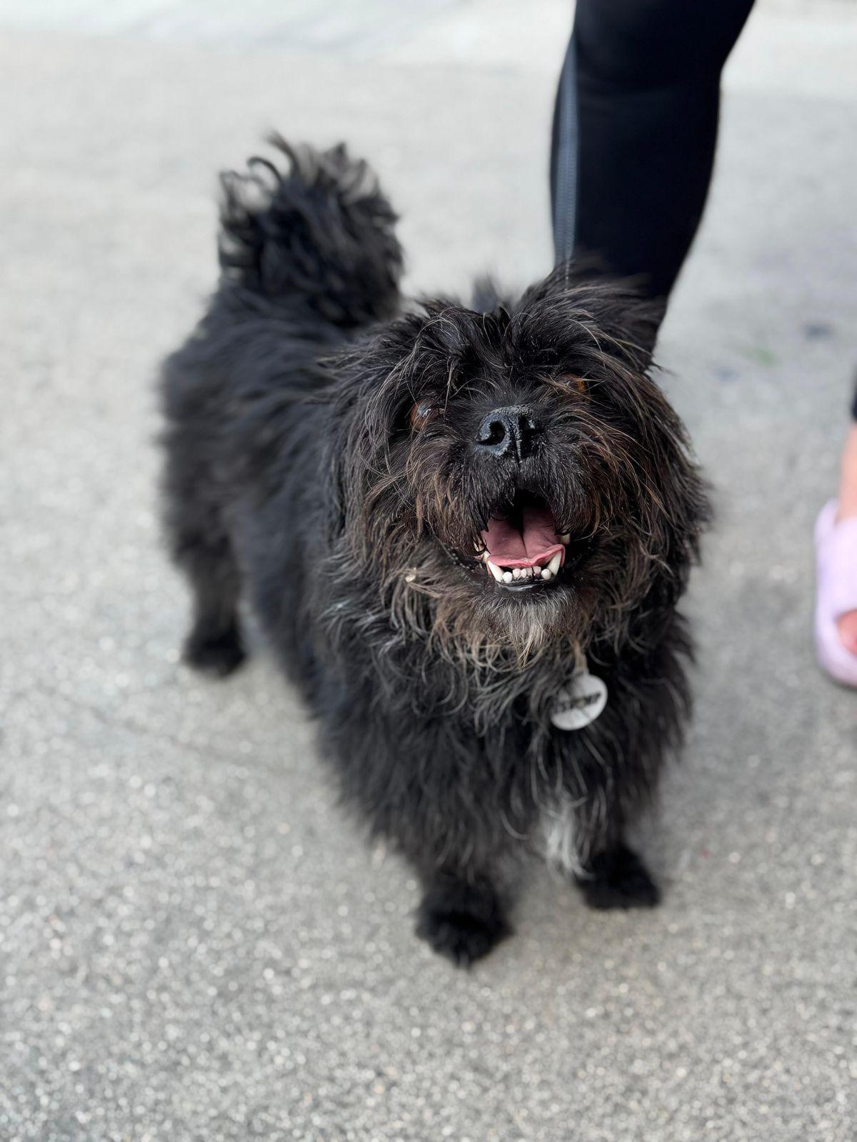 Enlarge Meadow, a ADOPTABLE Border Terrier in Los Angeles, CA image 2/5